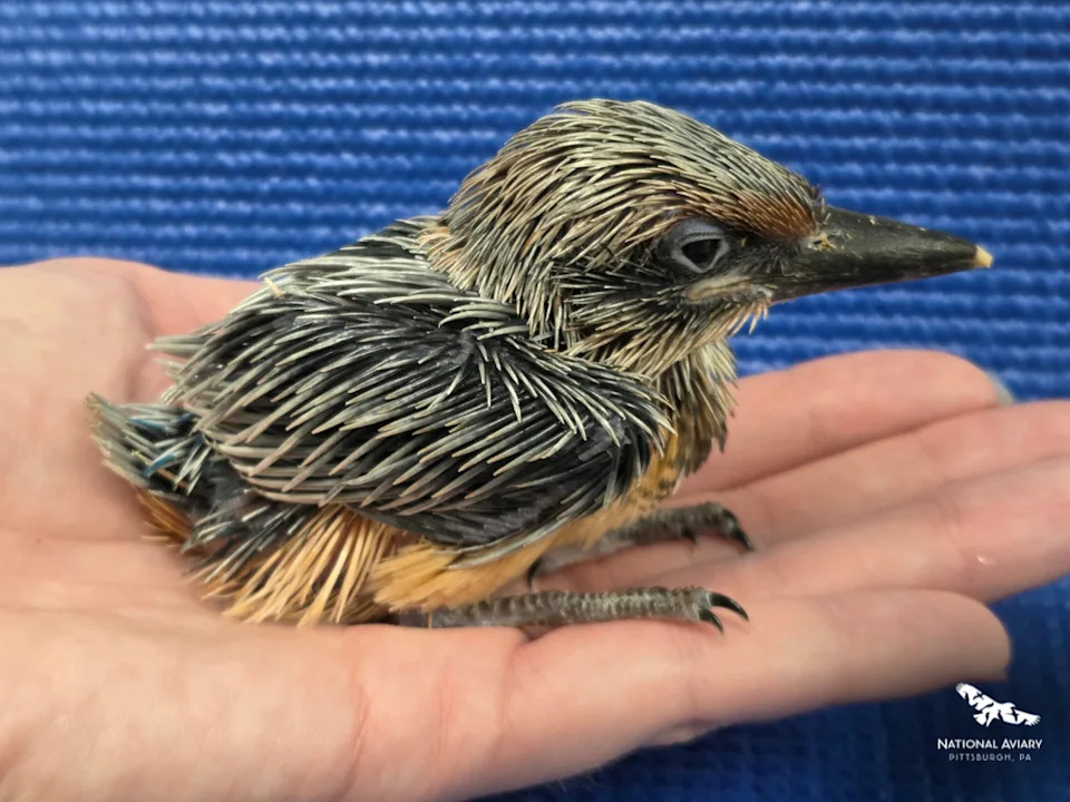 A male Guam kingfisher hatched at the National Aviary in Pittsburgh on April 19 and took his first flight on May 27.