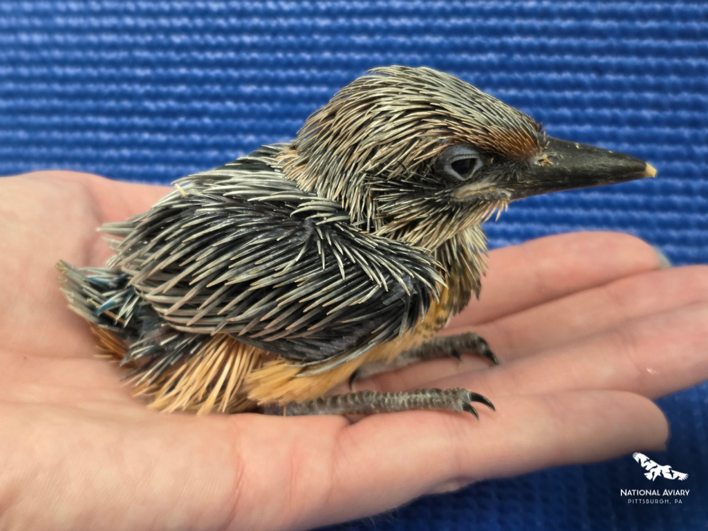 Nearly extinct species coming back in wild thanks to Pittsburgh aviary