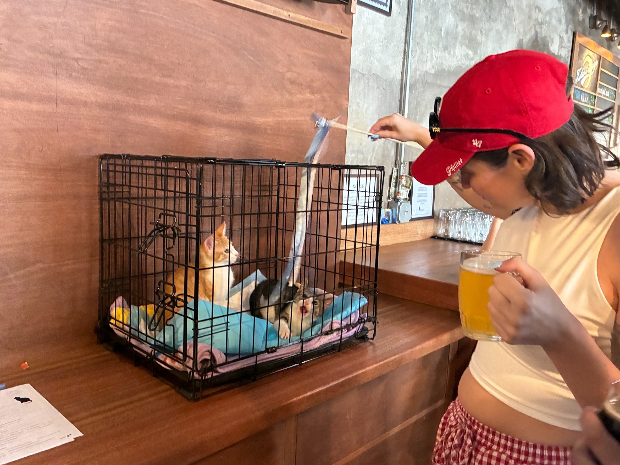 Lindsey Zucker plays with two foster kittens using a ribbon toy