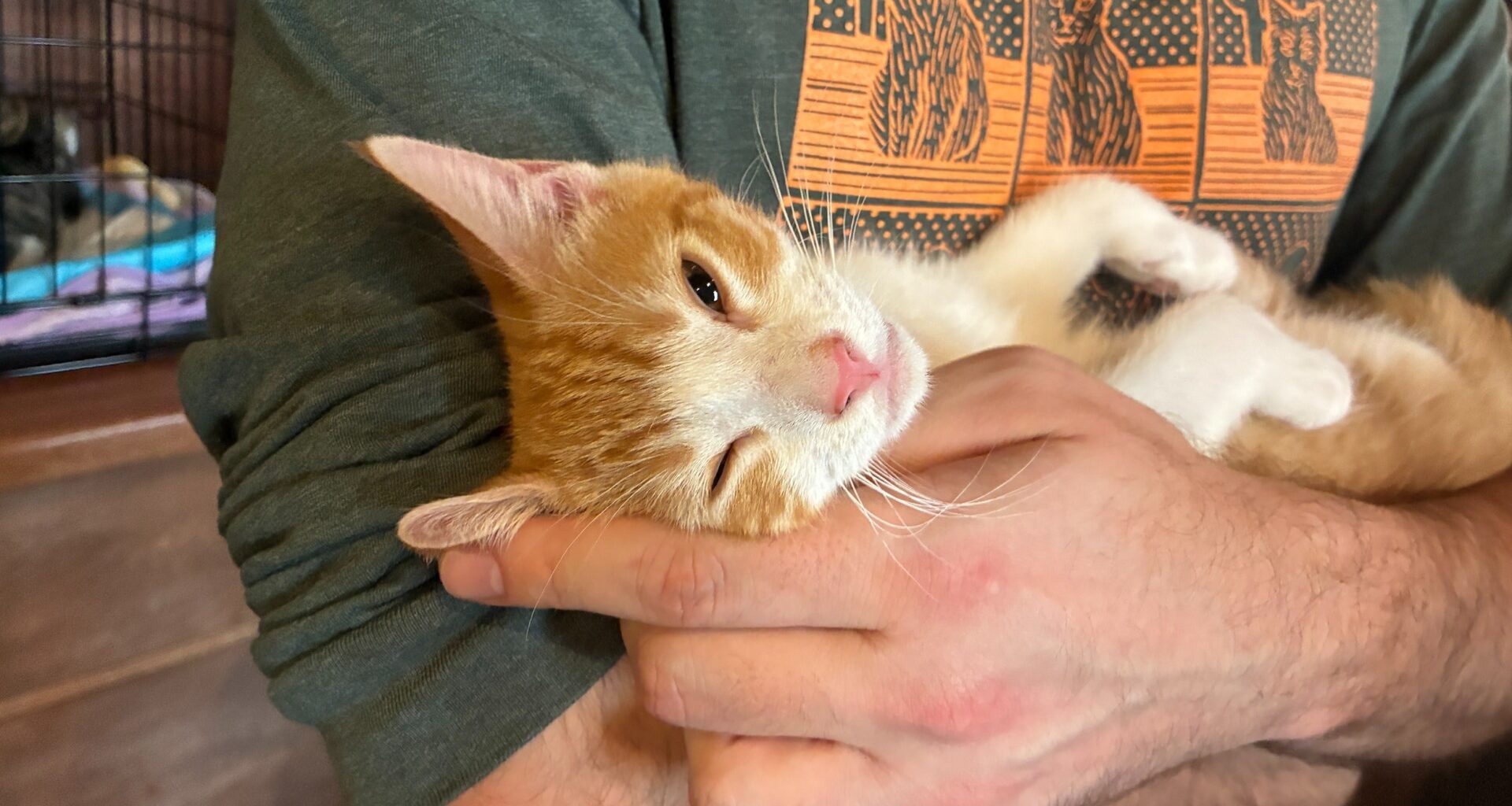 Potential owners meet rescued kittens at Philly brewery pop-up