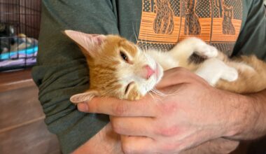 Potential owners meet rescued kittens at Philly brewery pop-up