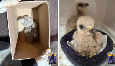 Pennsylvania Homeowner Makes a Cute Discovery While Checking for Damage After a Massive Storm