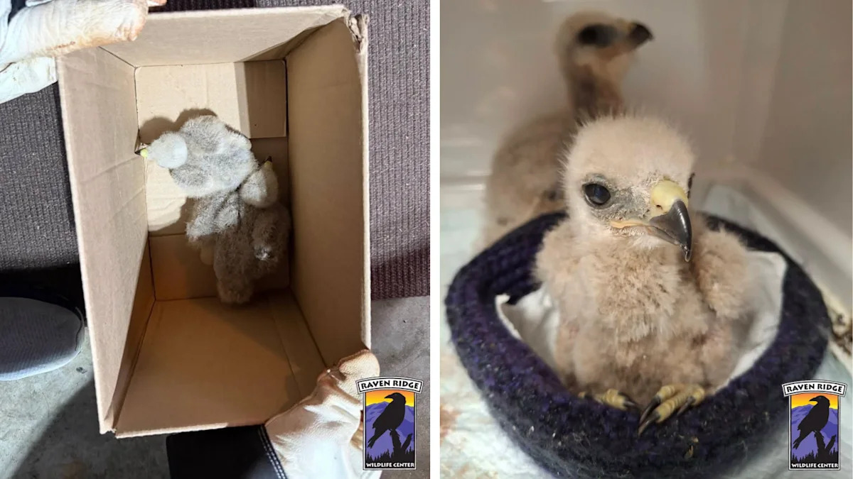 Pennsylvania Homeowner Makes a Cute Discovery While Checking for Damage After a Massive Storm