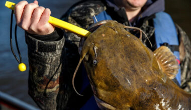 Pennsylvania catfish regulations: New limits starting in 2027 for Ohio River Basin