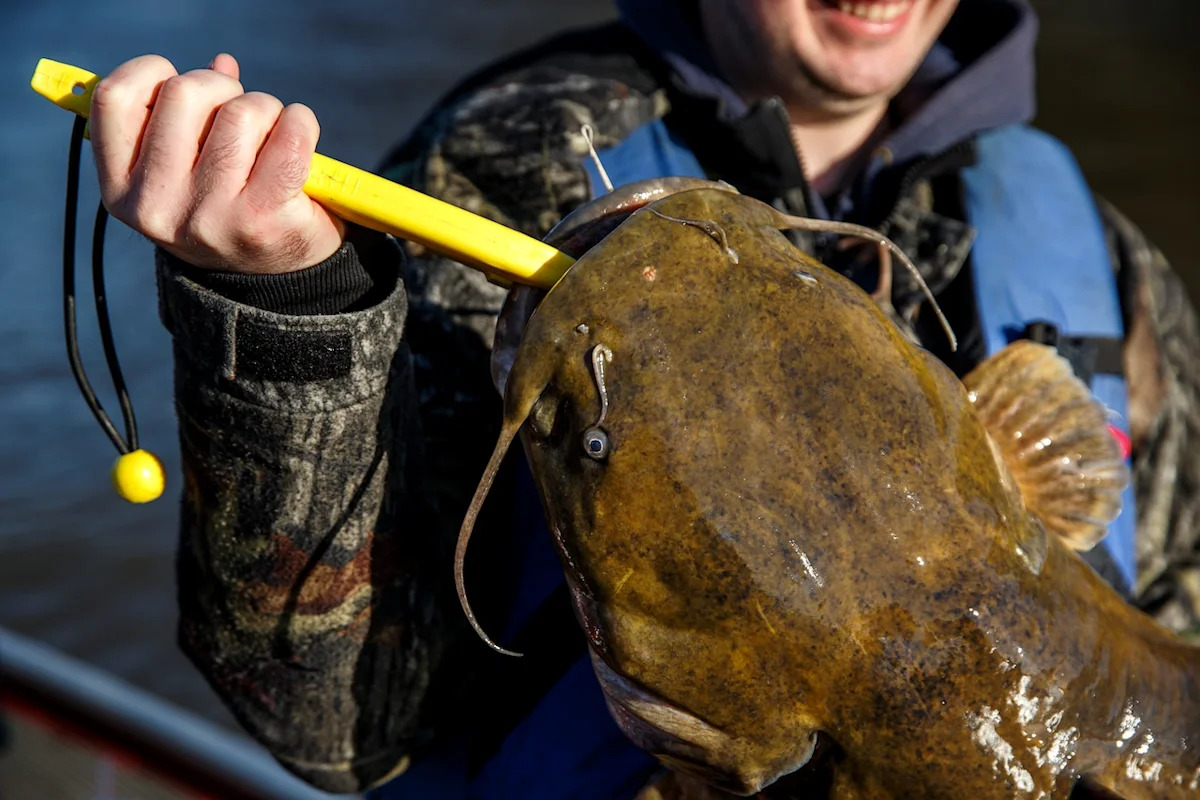 Pennsylvania catfish regulations: New limits starting in 2027 for Ohio River Basin
