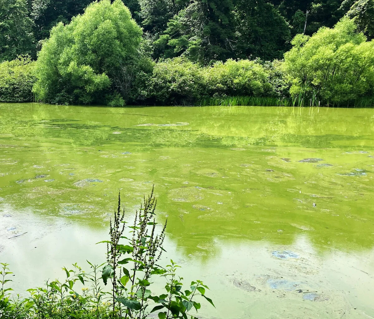 Harmful algal blooms in Pennsylvania: What to know for yourself and pets