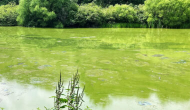 Harmful algal blooms in Pennsylvania: What to know for yourself and pets