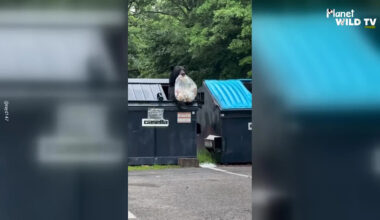 Dumpster-Diving Bear Caught on Camera Near Pennsylvania Homes
