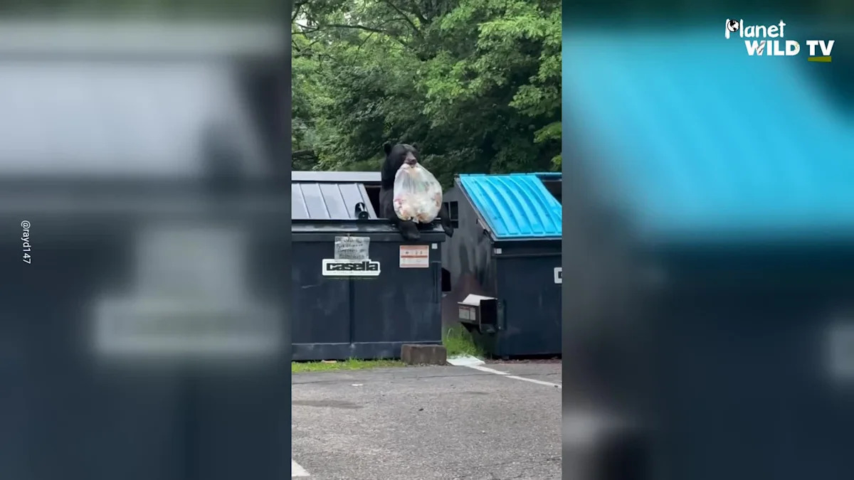 Dumpster-Diving Bear Caught on Camera Near Pennsylvania Homes