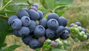 Over the garden fence: How to grow blueberries in central Pennsylvania gardens