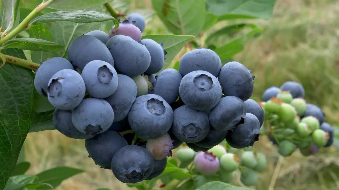 Over the garden fence: How to grow blueberries in central Pennsylvania gardens