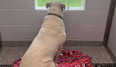 Pennsylvania family feared noisy garage would scare a dog, until shelter introduced a deaf pup