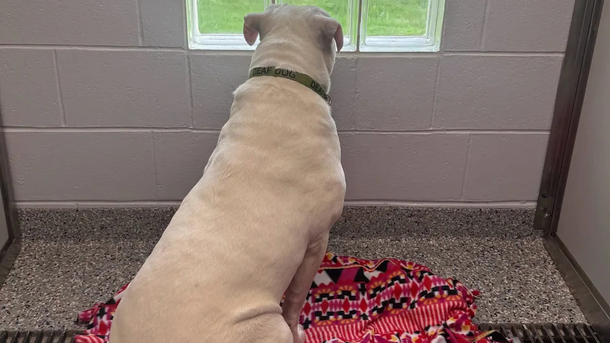 Pennsylvania family feared noisy garage would scare a dog, until shelter introduced a deaf pup