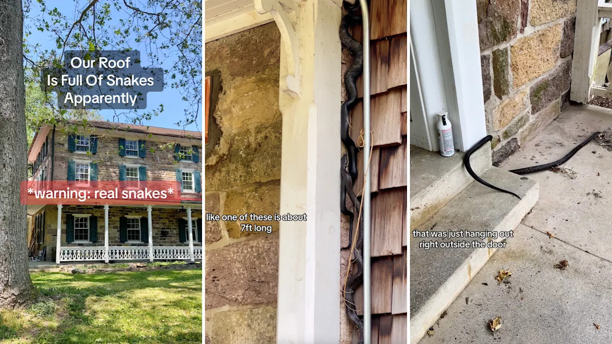 After buying an abandoned Pennsylvania home, couple says it felt like living with 1,000 snakes