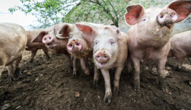 Pennsylvania woman charged after 50 pigs were found in 'abhorrent' home overrun by rats