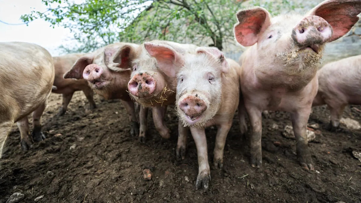 Pennsylvania woman charged after 50 pigs were found in 'abhorrent' home overrun by rats