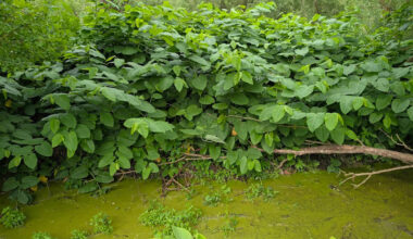 Japanese knotweed is choking Pennsylvania creekbanks, and even tiny pieces can regrow
