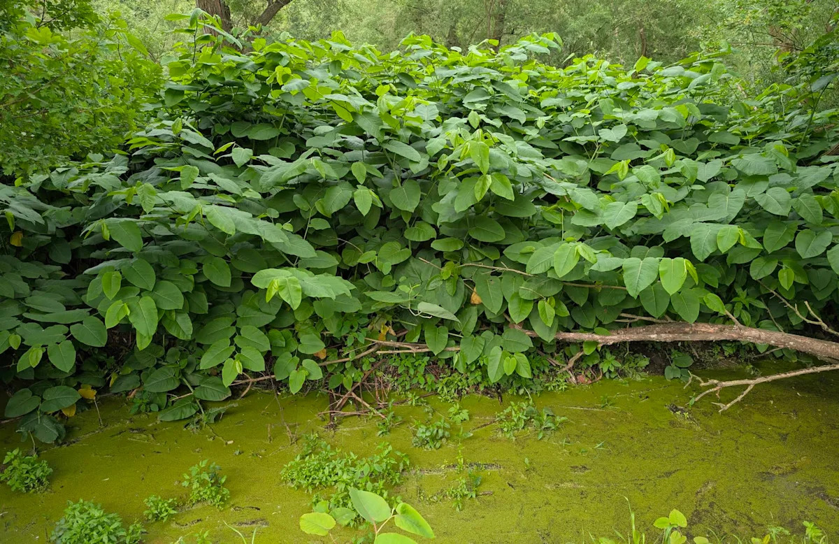Japanese knotweed is choking Pennsylvania creekbanks, and even tiny pieces can regrow