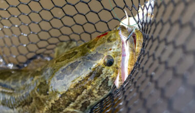 Pennsylvania anglers warned to kill 'Frankenfish' on sight after creek catch