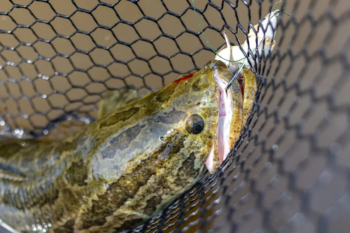 Pennsylvania anglers warned to kill 'Frankenfish' on sight after creek catch