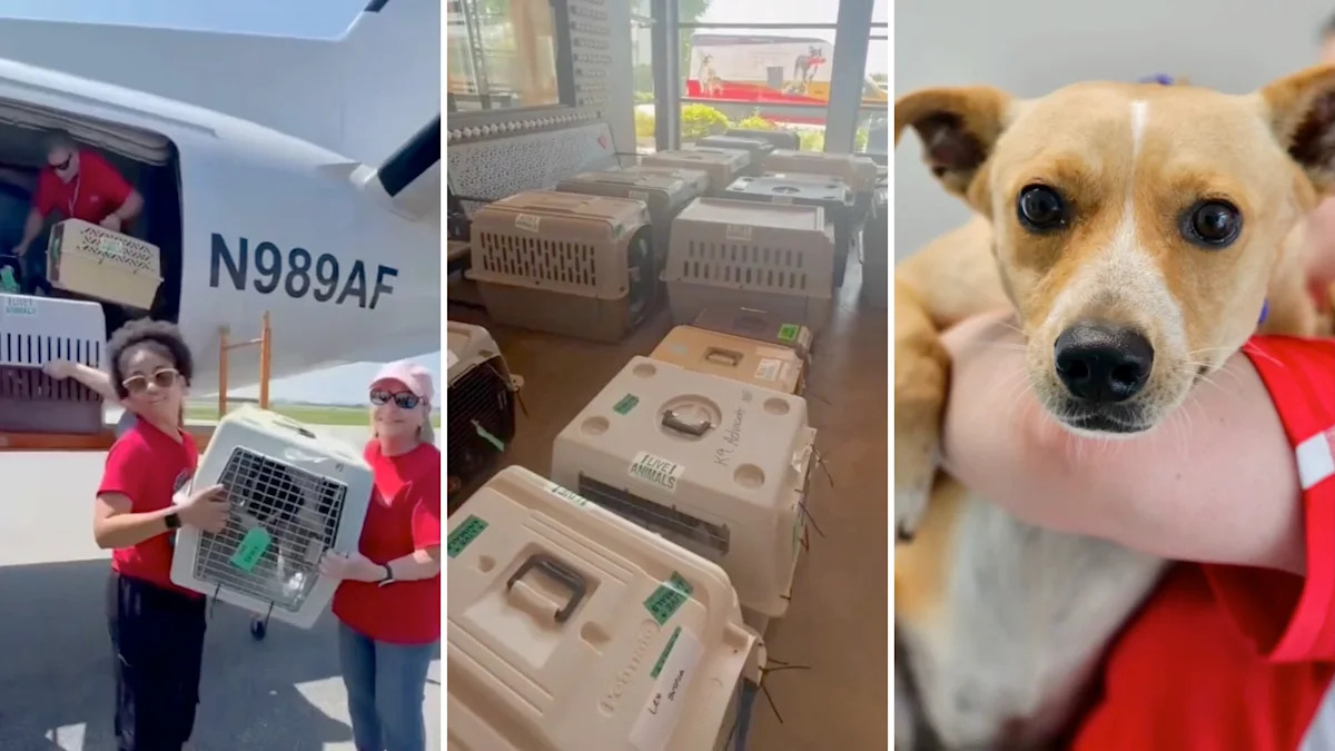 Philadelphia-area rescues take in more than 30 Texas pets after floods, opening shelter space