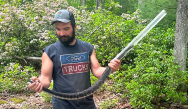 Pennsylvania snake handler grabbed a timber rattler, then learned he may lose a finger