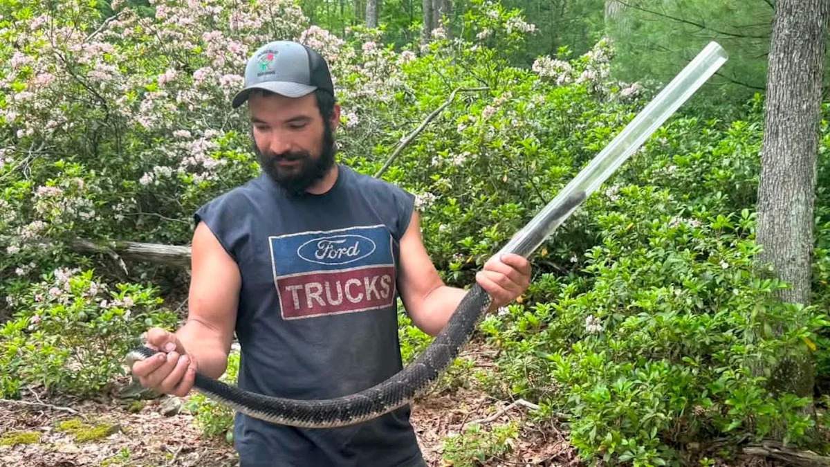 Pennsylvania snake handler grabbed a timber rattler, then learned he may lose a finger