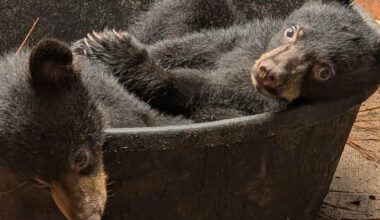 Orphaned Montana bear cubs reach Pennsylvania, but visitors will not meet them until 2027