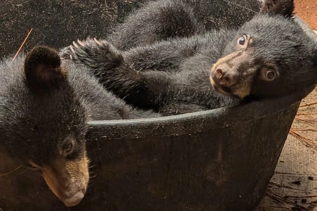 Orphaned Montana bear cubs reach Pennsylvania, but visitors will not meet them until 2027