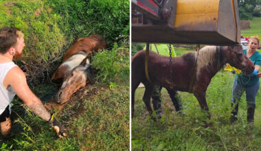 Pennsylvania firefighters free 800-pound pony stuck in creek mud