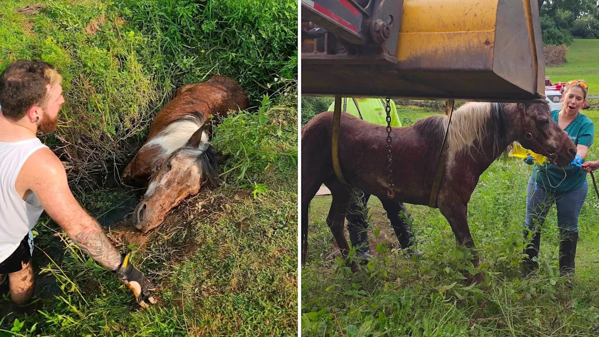 Pennsylvania firefighters free 800-pound pony stuck in creek mud