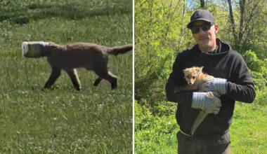 Pennsylvania workers rush to free baby fox spotted with peanut butter jar on its head