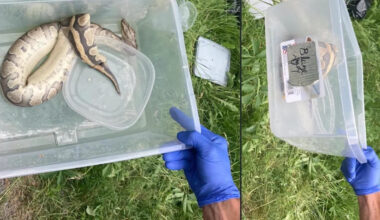 Pennsylvania police find dead exotic snakes in roadside containers labeled 'Blaze' and 'SpongeBob'