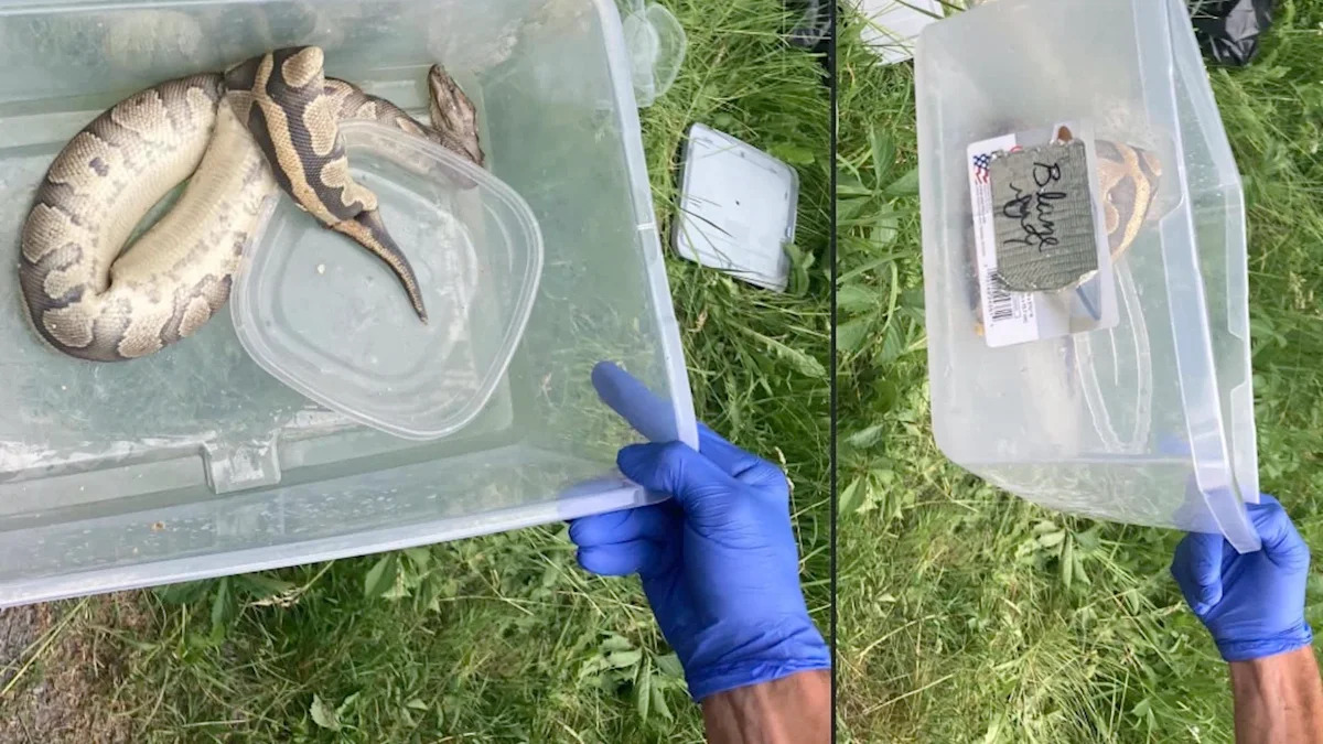 Pennsylvania police find dead exotic snakes in roadside containers labeled 'Blaze' and 'SpongeBob'