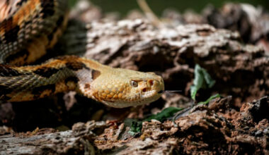 Pennsylvania man is airlifted after timber rattlesnake bite in Somerset County
