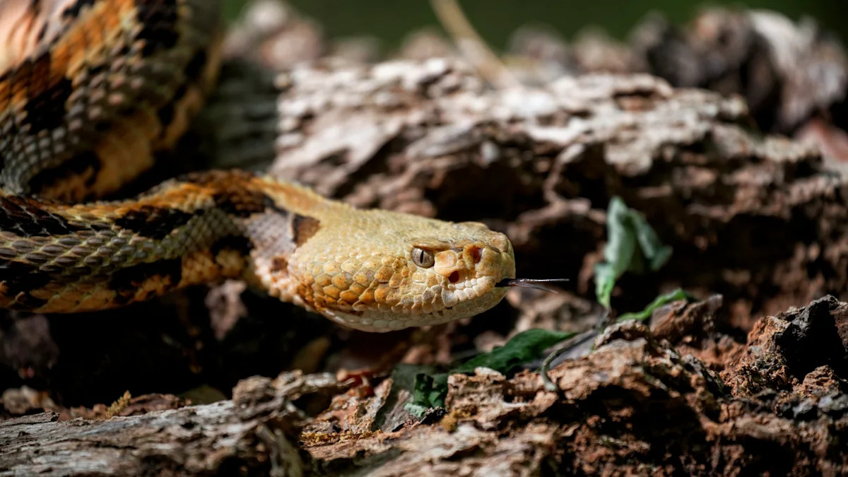 Pennsylvania man is airlifted after timber rattlesnake bite in Somerset County