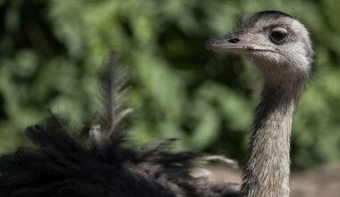Pet emu chased down Pennsylvania street before being mauled to death by neighbor’s pitbulls
