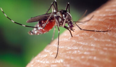West Nile Virus found in Pittsburgh. Is mosquito-borne illness common?
