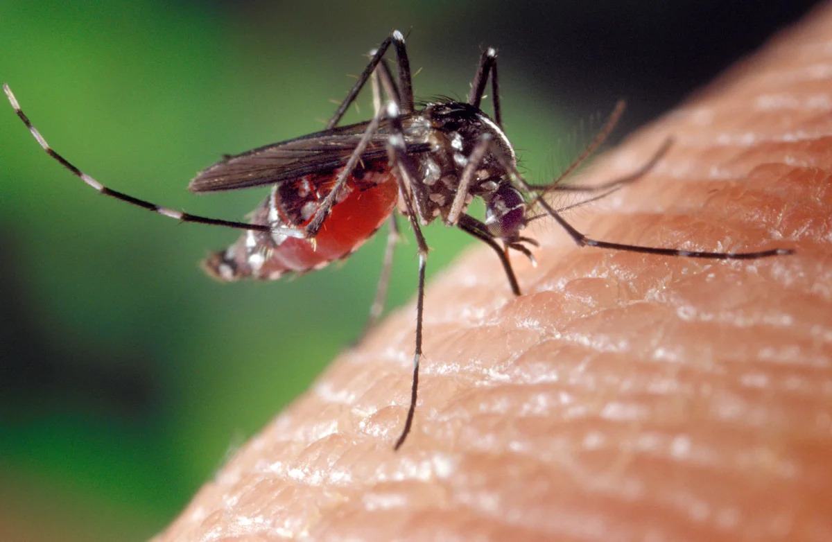 West Nile Virus found in Pittsburgh. Is mosquito-borne illness common?