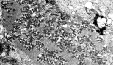 Central Pennsylvania veterinarian warns community of rabid kitten