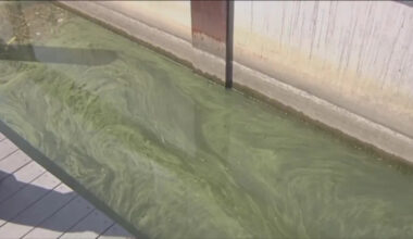 Algal blooms predicted, Erie health officials offer reminders