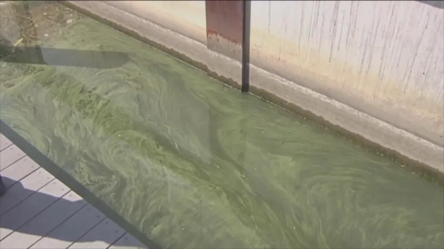 Algal blooms predicted, Erie health officials offer reminders