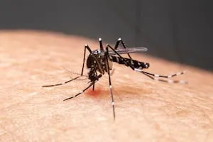 6 Pittsburgh neighborhoods to be sprayed after mosquito samples test positive for West Nile Virus