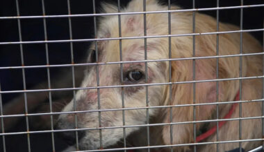 Over 72K animal abuse cases since 2017 in Pennsylvania. Here’s where it happens most
