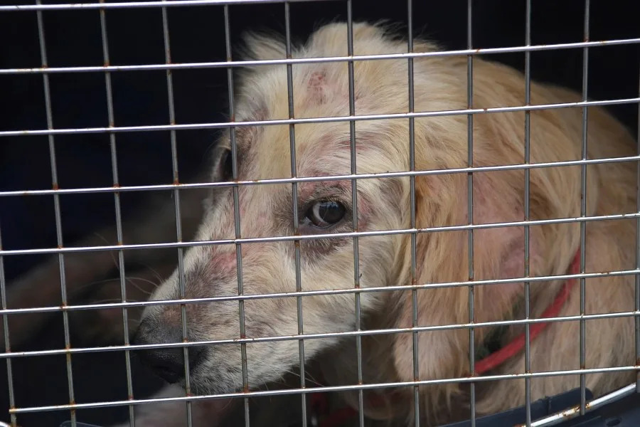 Over 72K animal abuse cases since 2017 in Pennsylvania. Here’s where it happens most