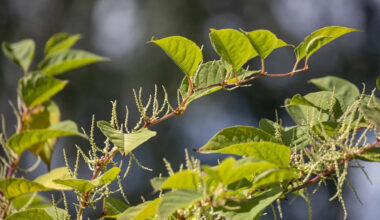 One of Pennsylvania’s toughest invasive plants: What Japanese knotweed looks like