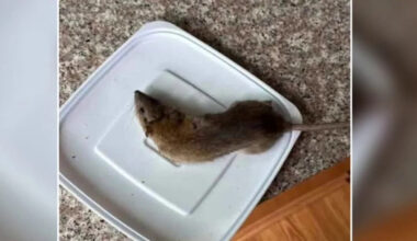 Rat infestation plagues Bensalem community as 'freaked out' residents seek help