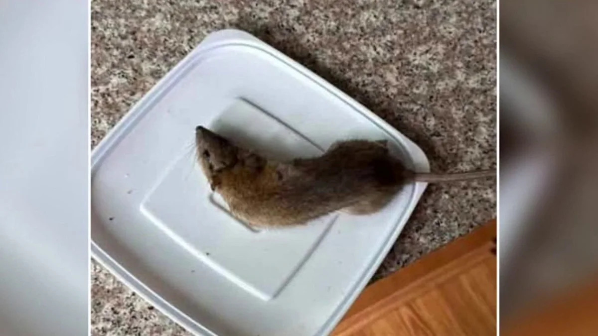 Rat infestation plagues Bensalem community as 'freaked out' residents seek help