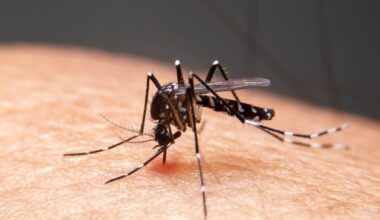 6 Pittsburgh neighborhoods to be sprayed after mosquito samples test positive for West Nile Virus – WPXI