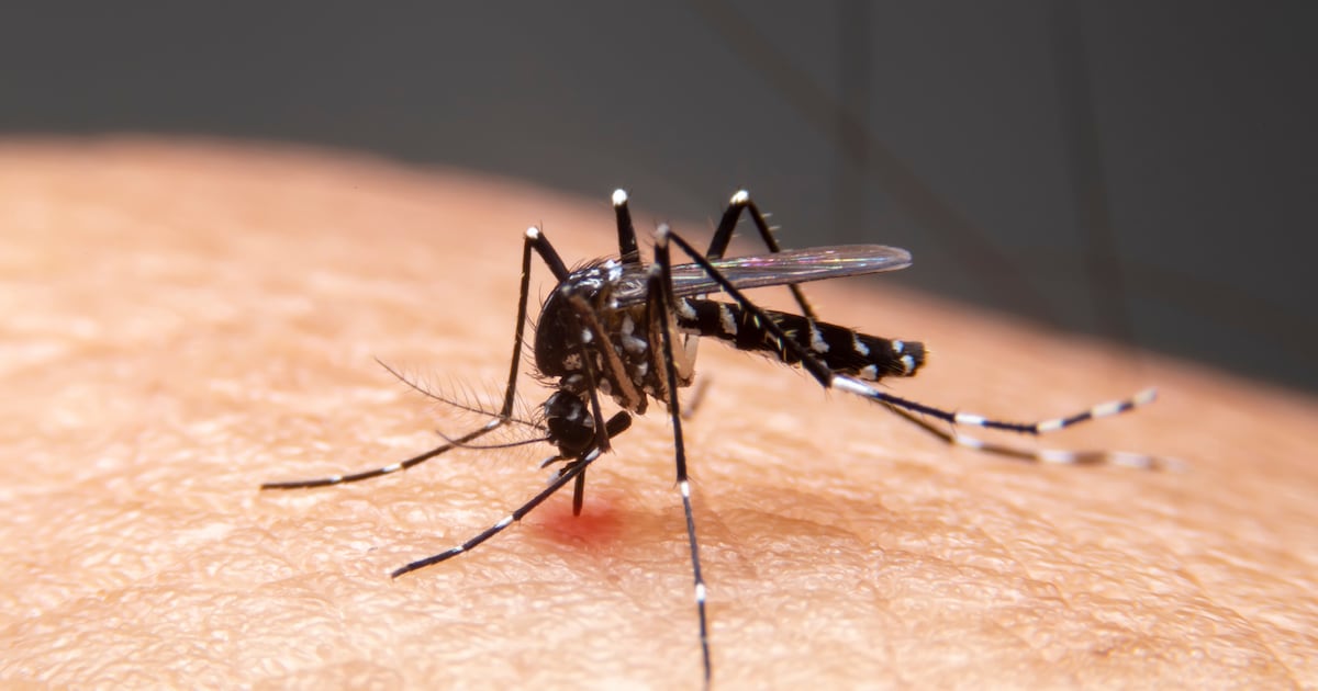 6 Pittsburgh neighborhoods to be sprayed after mosquito samples test positive for West Nile Virus – WPXI